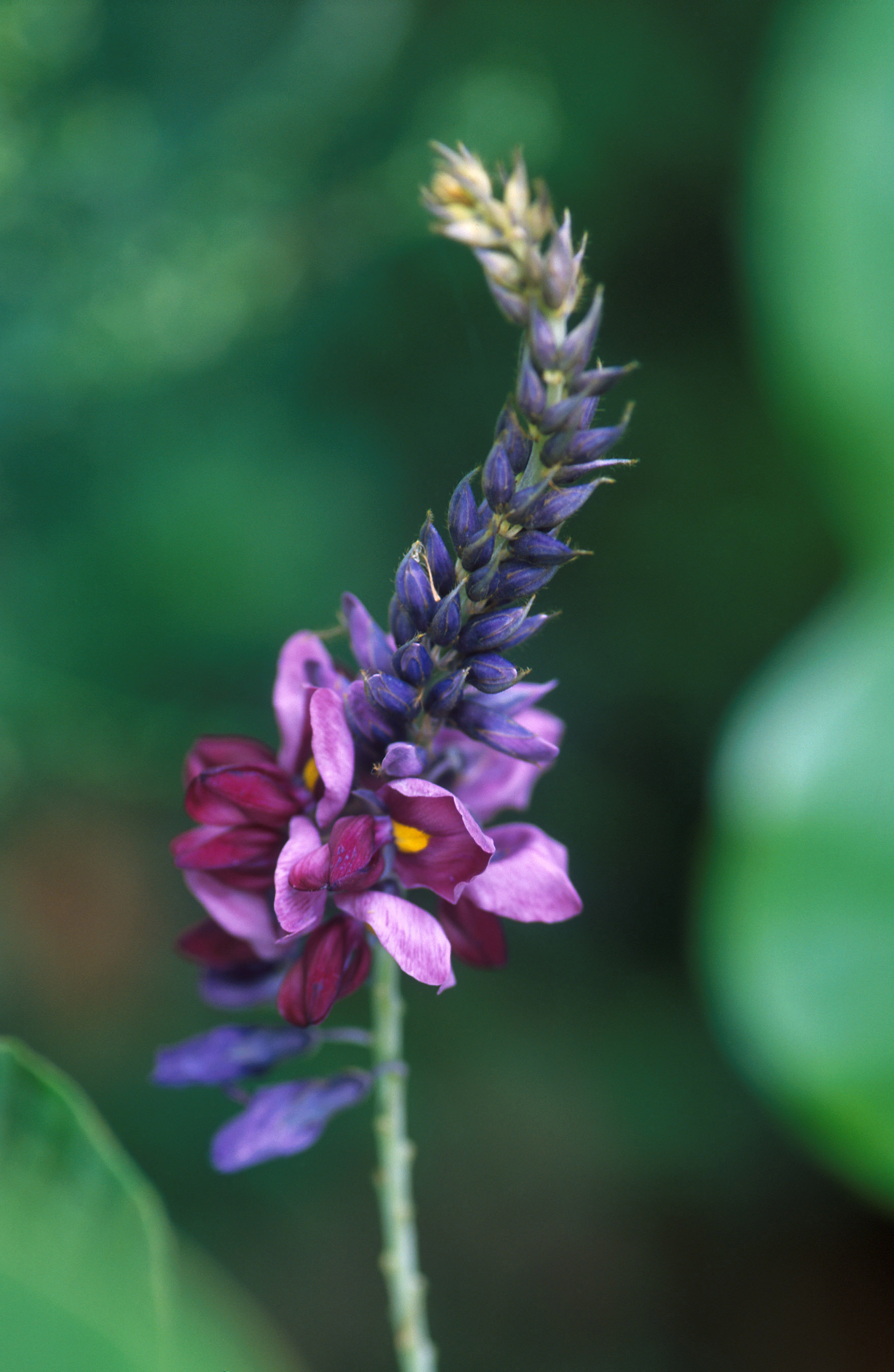 Flowers of Pueraria montana